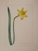 A botanical study of Narcissus from the collection of William Curtis (1746-1799),