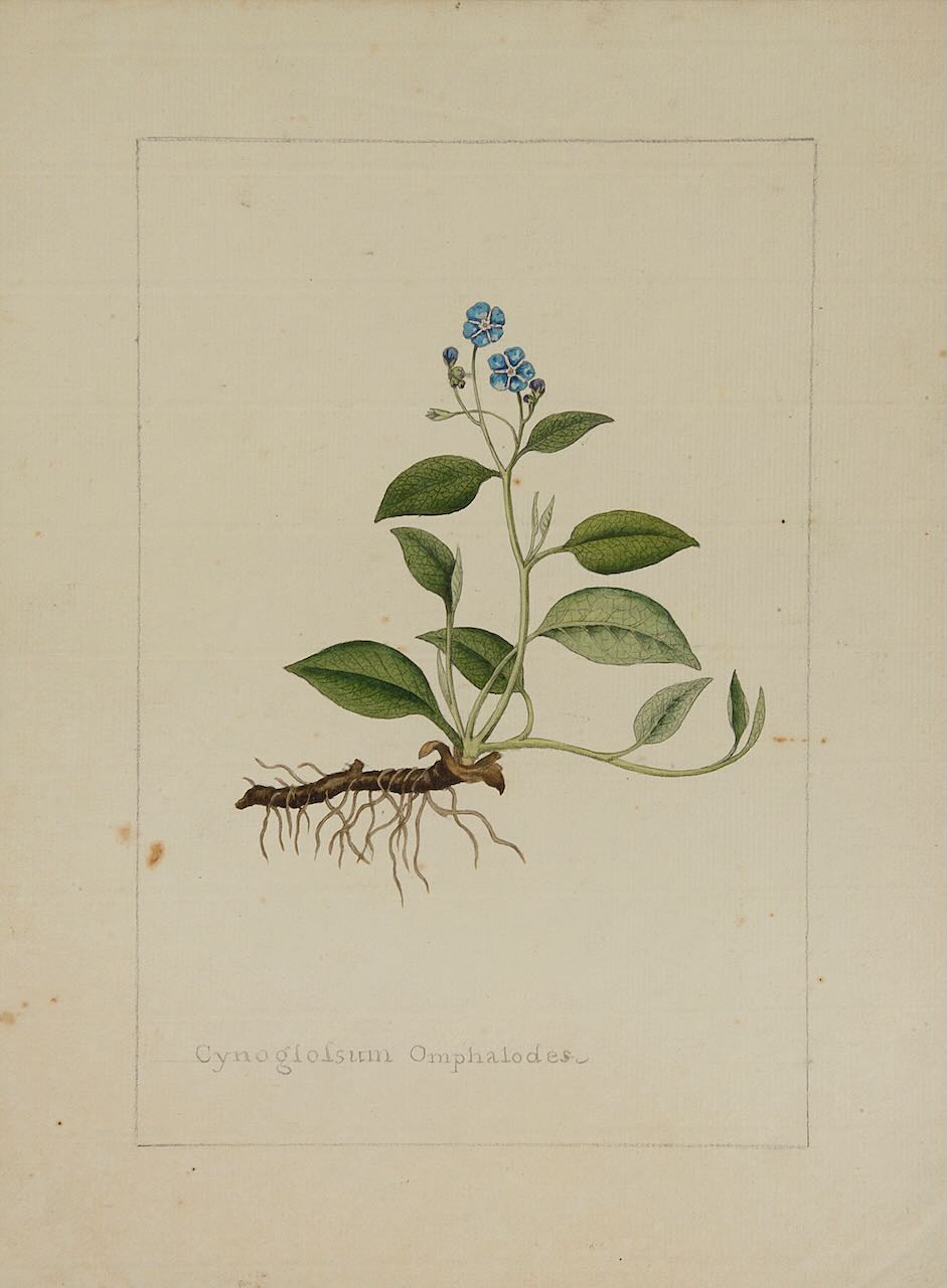 Sydenham Edwards (British, 1768-1819) A botanical study of a Blue Navelwort - Image 3 of 3