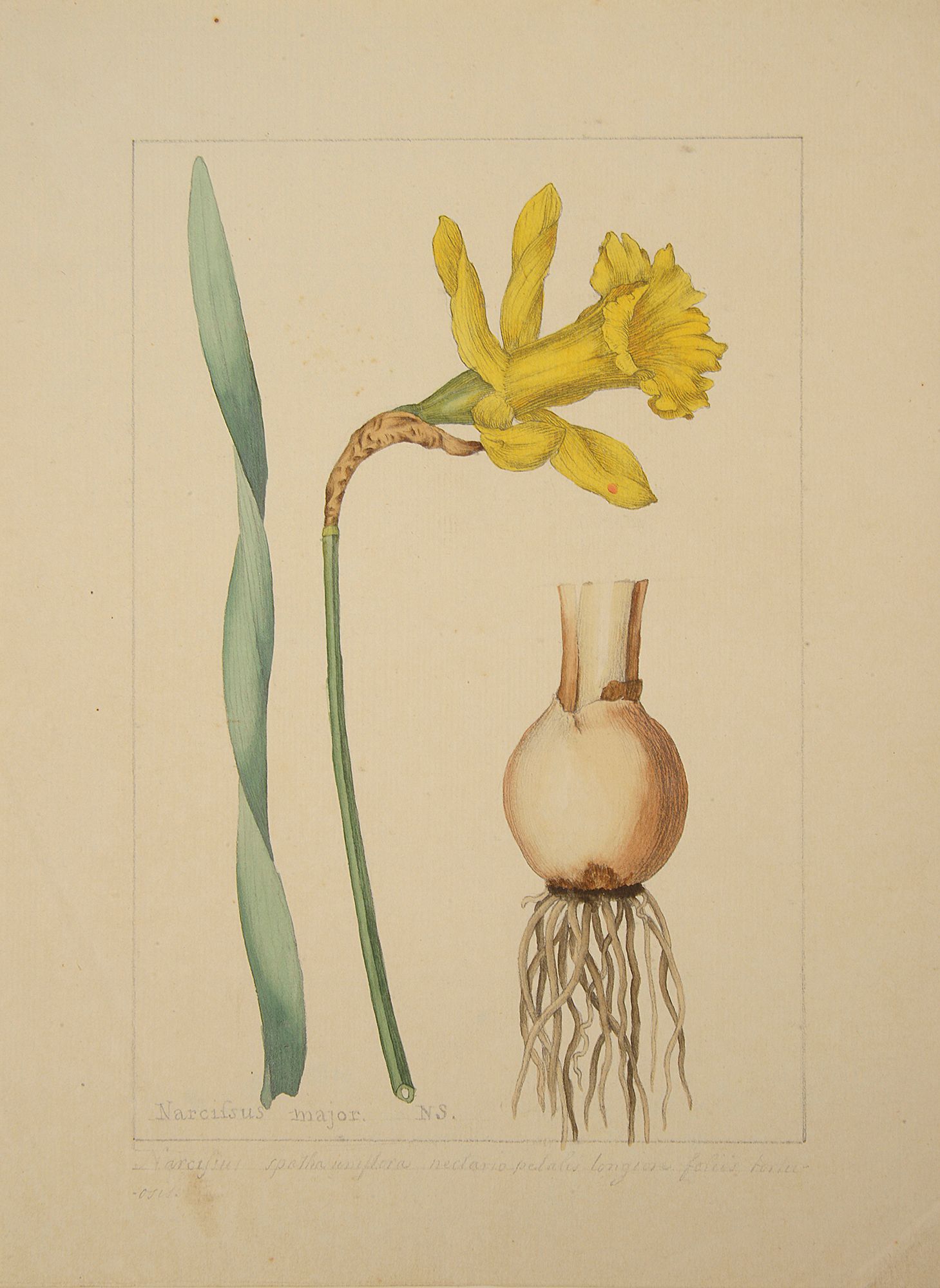 A botanical study of an Narcissus from the collection of William Curtis (1746-1799)