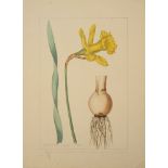 A botanical study of an Narcissus from the collection of William Curtis (1746-1799)