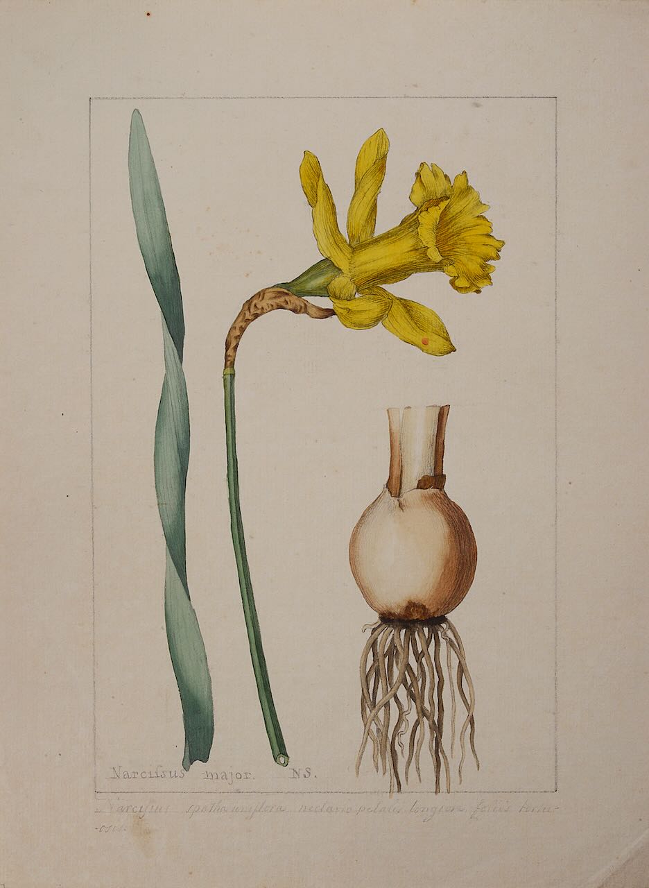 A botanical study of an Narcissus from the collection of William Curtis (1746-1799) - Image 2 of 2