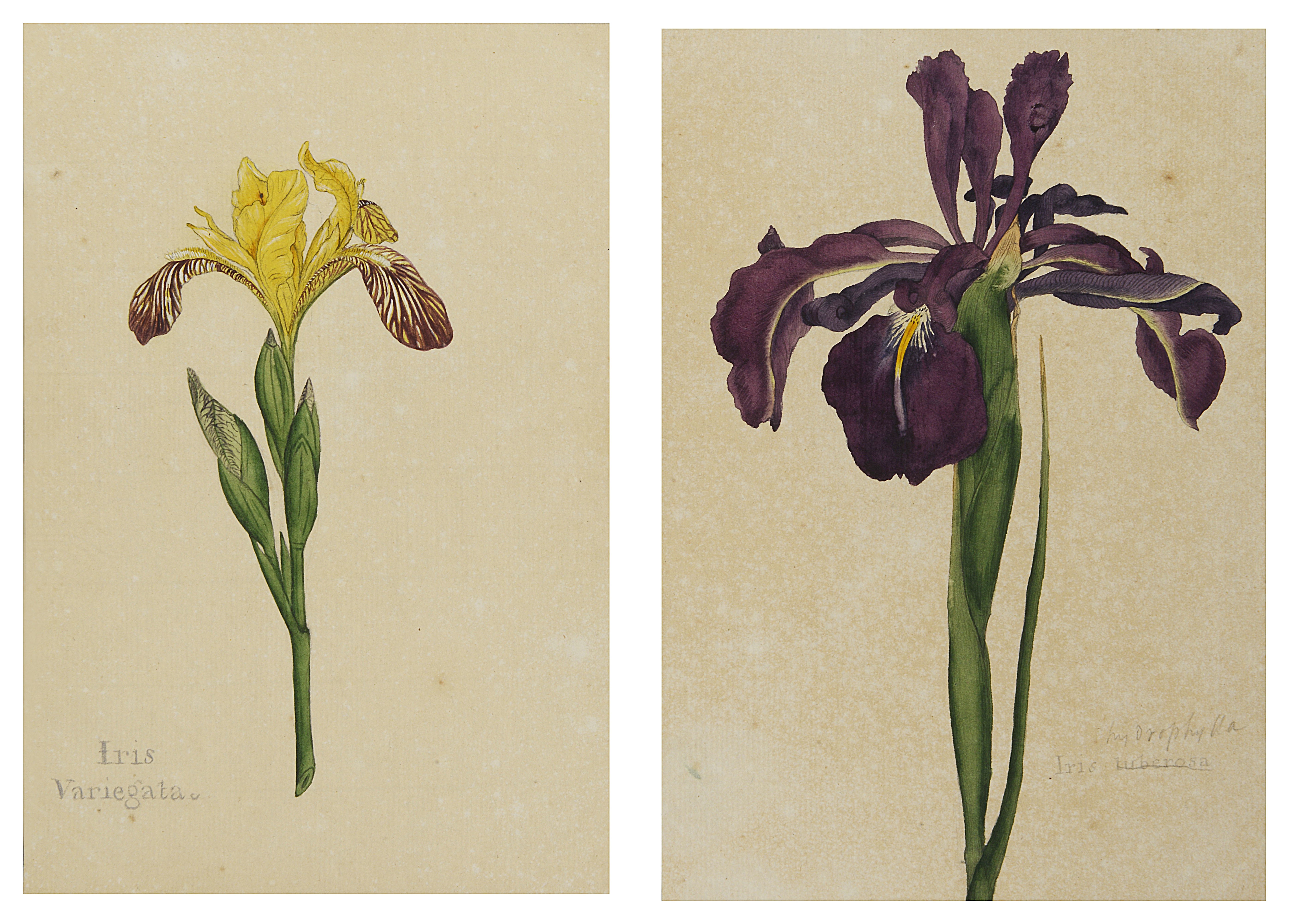 Two botanical studies of Iris from the collection of William Curtis (1746-1799),