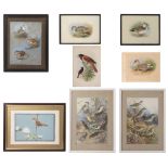 A collection of eight ornithological watercolours
