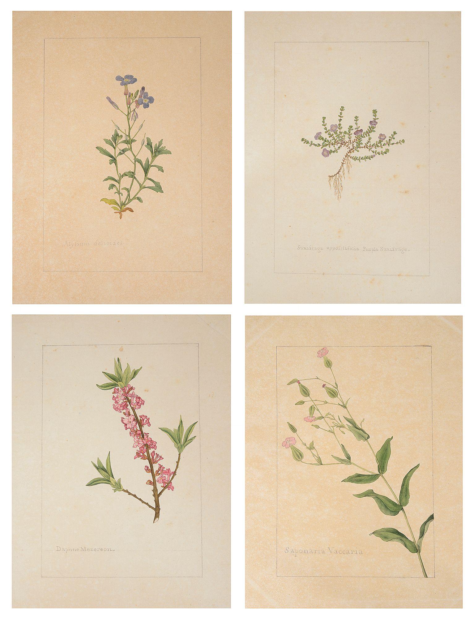 Four botanical studies of purple and pink flowers from the collection of William Curtis (1746-1799)