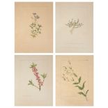 Four botanical studies of purple and pink flowers from the collection of William Curtis (1746-1799)