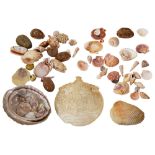A carved mother of pearl shell decorated with a nativity scene together with a collection of shells,