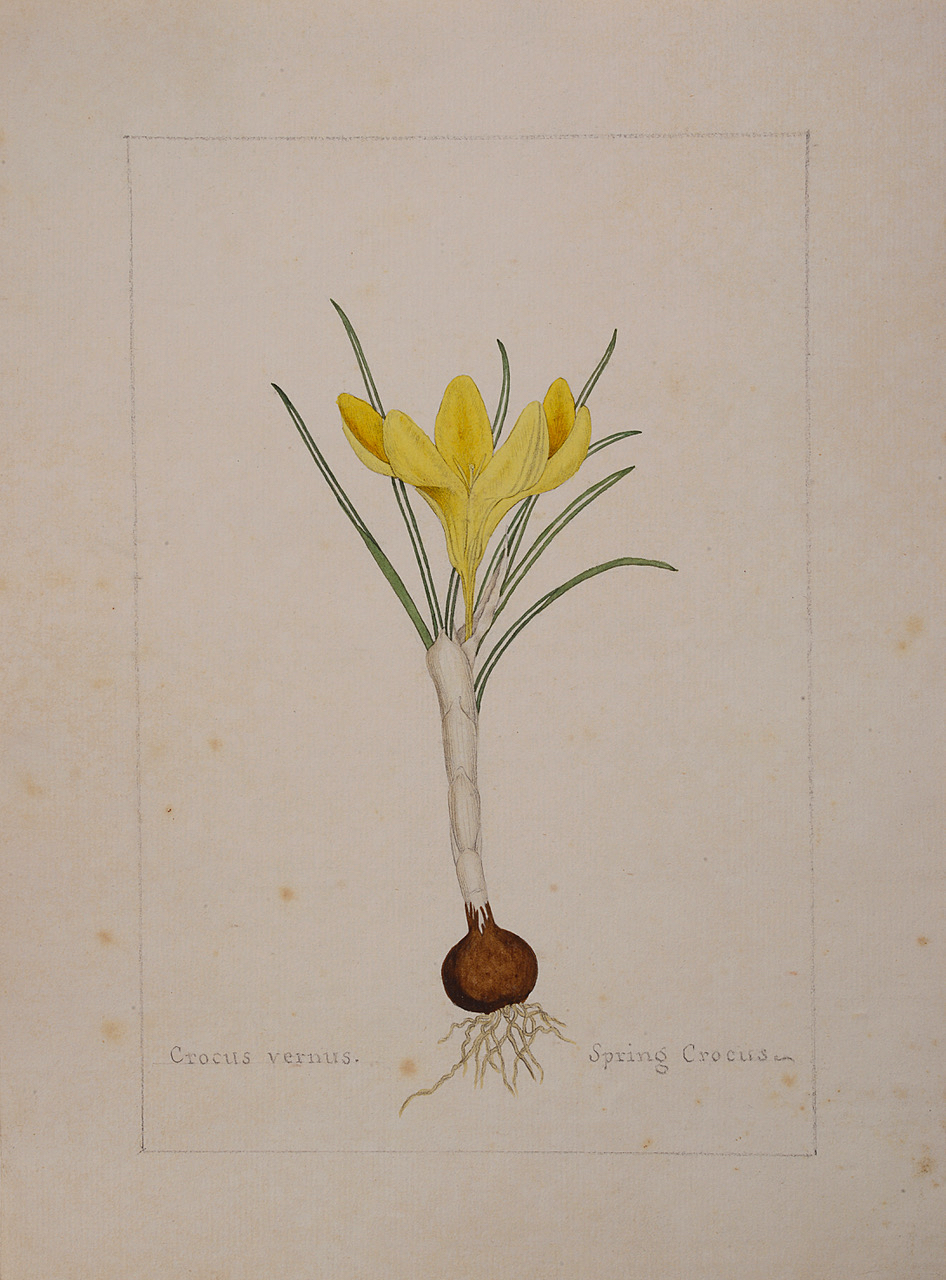 A botanical study of a Crocus from the collection of William Curtis (1746-1799)