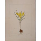 A botanical study of a Crocus from the collection of William Curtis (1746-1799)