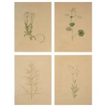 Four botanical studies of white flowers from the collection of William Curtis (1746-1799)