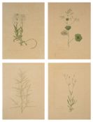Four botanical studies of white flowers from the collection of William Curtis (1746-1799)