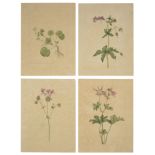 Four botanical studies of Geranium type flowers from the collection of William Curtis