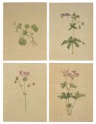 Four botanical studies of Geranium type flowers from the collection of William Curtis
