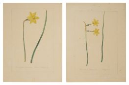 Two botanical studies of Narcissus from the collection of William Curtis (1746-1799),