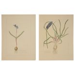 Two botanical studies of blue flowers from the collection of William Curtis (1746-1799)