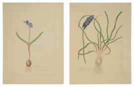 Two botanical studies of blue flowers from the collection of William Curtis (1746-1799)