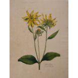 A botanical study of a Thin-leaf Sunflower from the collection of William Curtis (1746-1799)