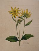 A botanical study of a Thin-leaf Sunflower from the collection of William Curtis (1746-1799)