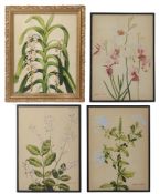 Barbara Everard (British 1910-1990) four botanical studies