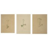 Three botanical studies of white flowers from the collection of William Curtis (1746-1799)