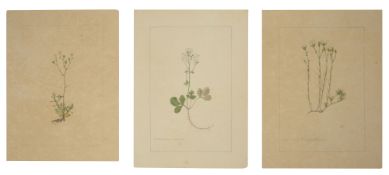 Three botanical studies of white flowers from the collection of William Curtis (1746-1799)