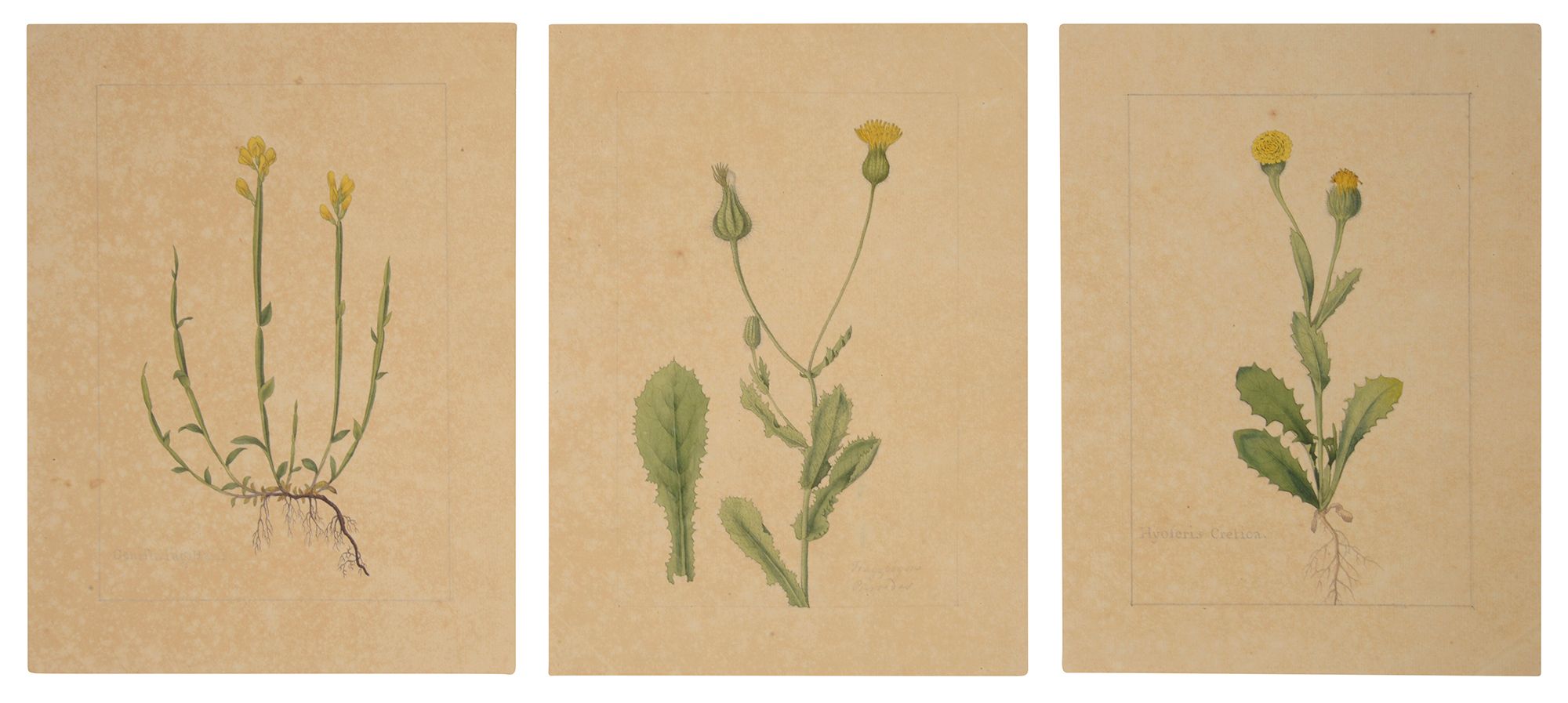 Three botanical studies of yellow flowers from the collection of William Curtis (1746-1799)