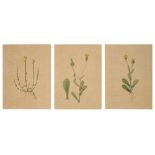 Three botanical studies of yellow flowers from the collection of William Curtis (1746-1799)