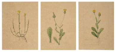 Three botanical studies of yellow flowers from the collection of William Curtis (1746-1799)