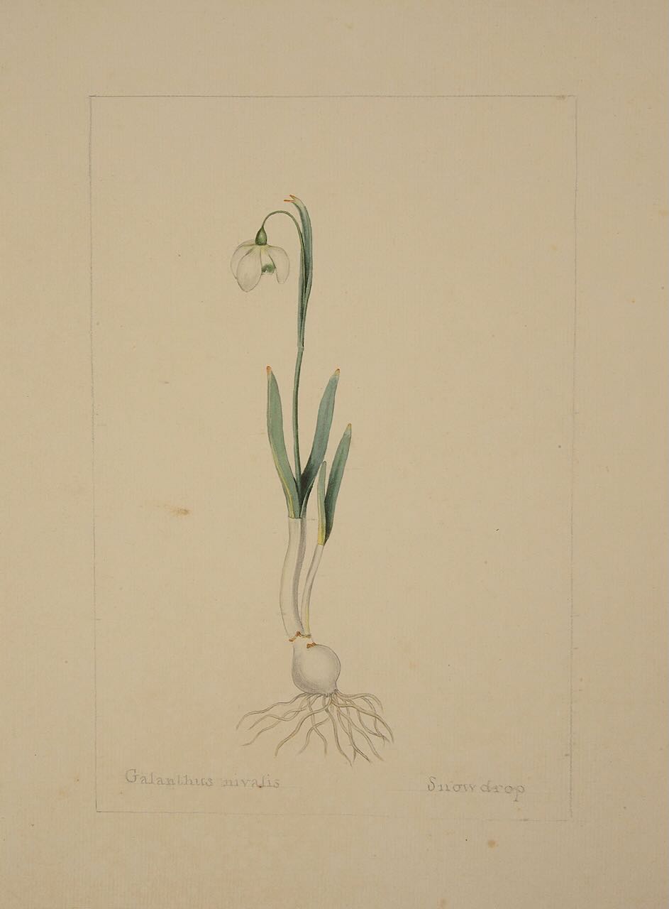 A botanical study of Snowdrop from the collection of William Curtis (1746-1799) - Image 2 of 2