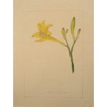 English School (18th century) A botanical study 'Hemerocallis Flava' (Yellow Daylily)