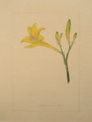 English School (18th century) A botanical study 'Hemerocallis Flava' (Yellow Daylily)