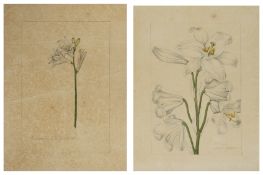Two botanical studies of lilies from the collection of William Curtis (1746-1799),