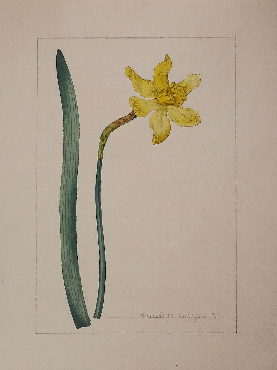 A botanical study of Narcissus from the collection of William Curtis (1746-1799), - Image 3 of 3