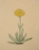 A botanical study of Machairophyllum Albidum from the collection of William Curtis (1746-1799),
