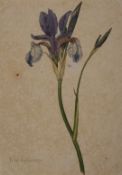 A botanical study of an Iris from the collection of William Curtis (1746-1799)