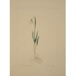 A botanical study of Snowdrop from the collection of William Curtis (1746-1799)