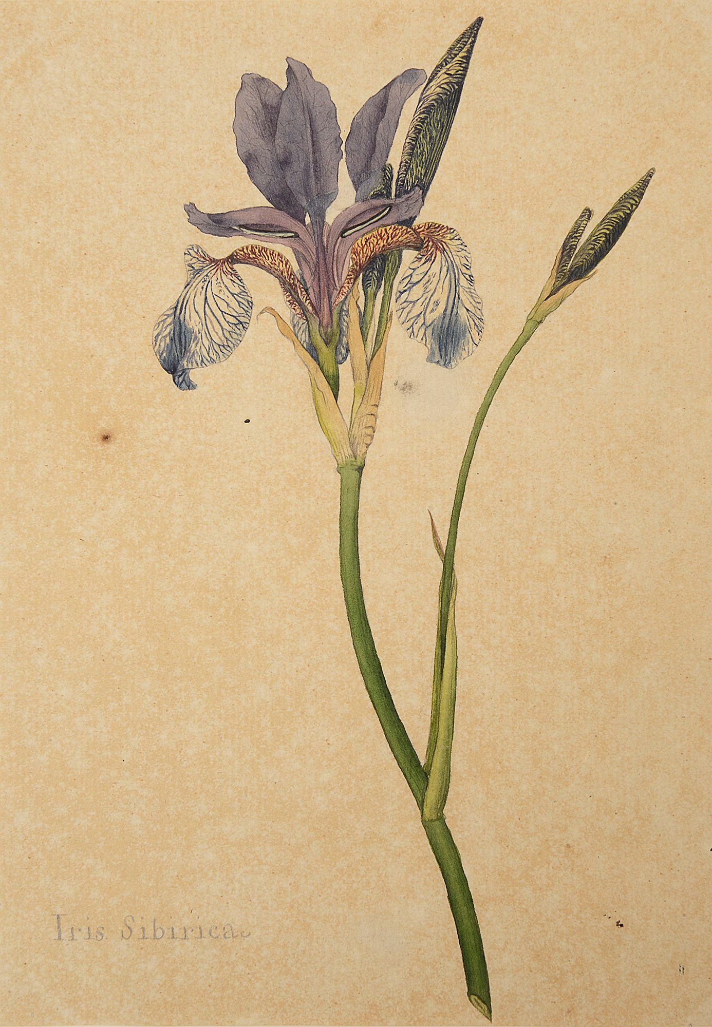 A botanical study of an Iris from the collection of William Curtis (1746-1799) - Image 2 of 2