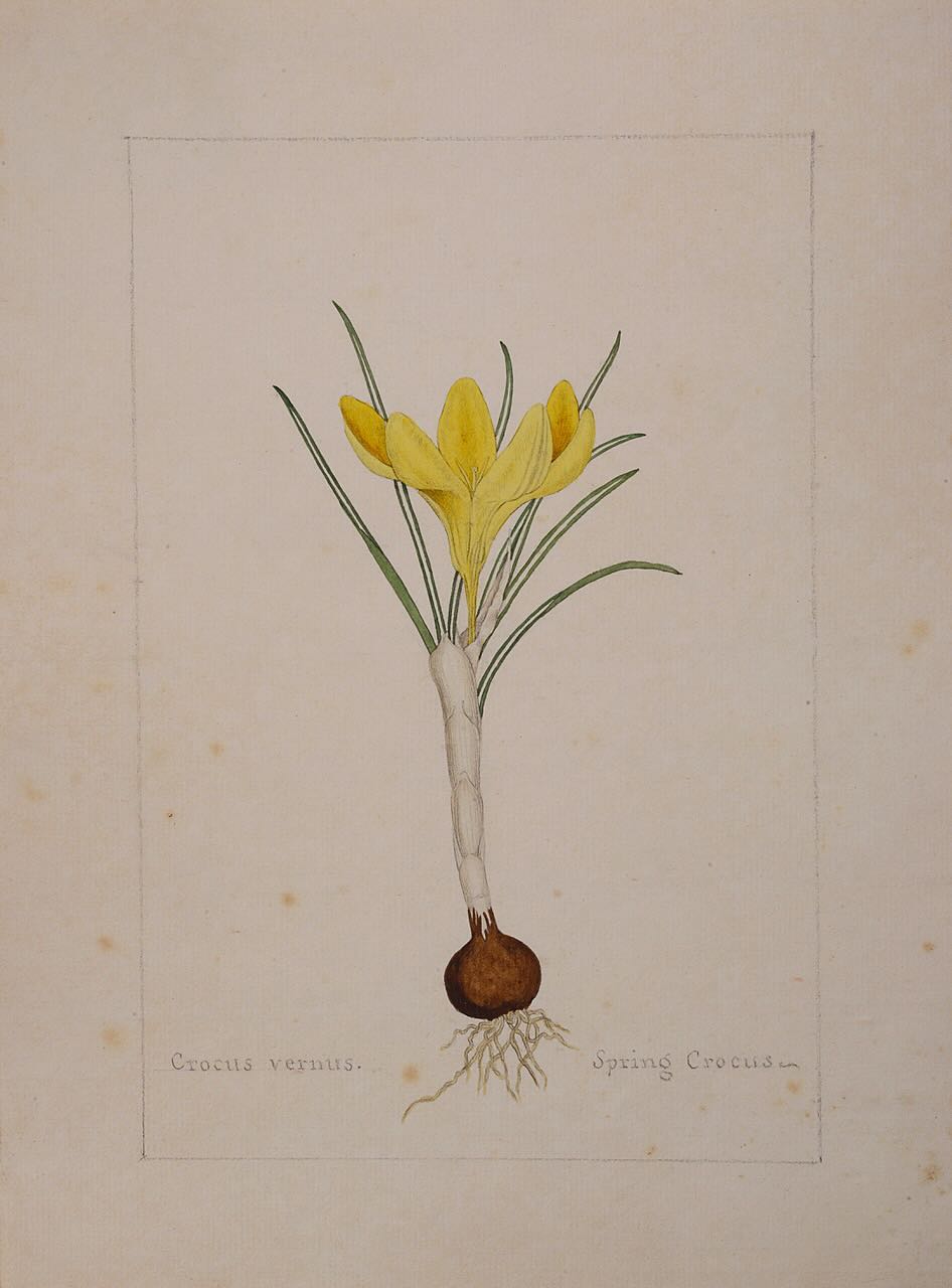 A botanical study of a Crocus from the collection of William Curtis (1746-1799) - Image 3 of 3