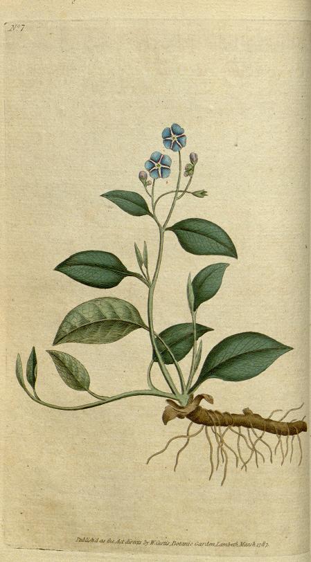 Sydenham Edwards (British, 1768-1819) A botanical study of a Blue Navelwort - Image 2 of 3