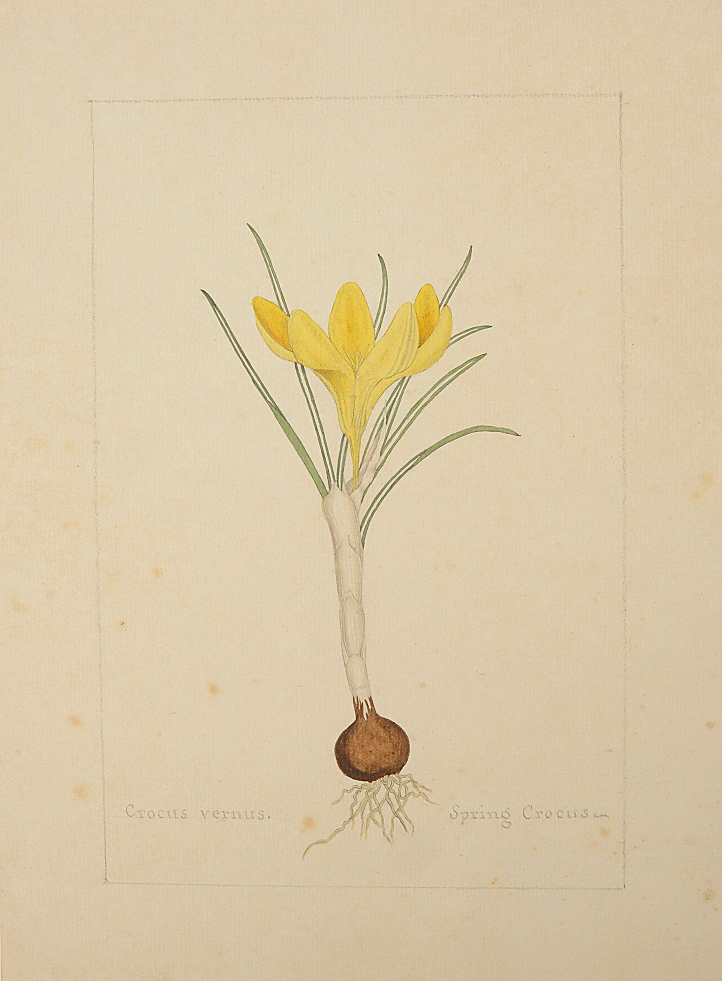 A botanical study of a Crocus from the collection of William Curtis (1746-1799) - Image 2 of 3
