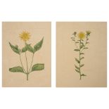 Two botanical studies of yellow flowers from the collection of William Curtis (1746-1799),