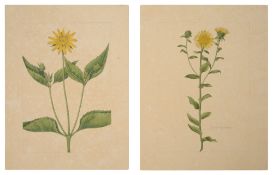 Two botanical studies of yellow flowers from the collection of William Curtis (1746-1799),