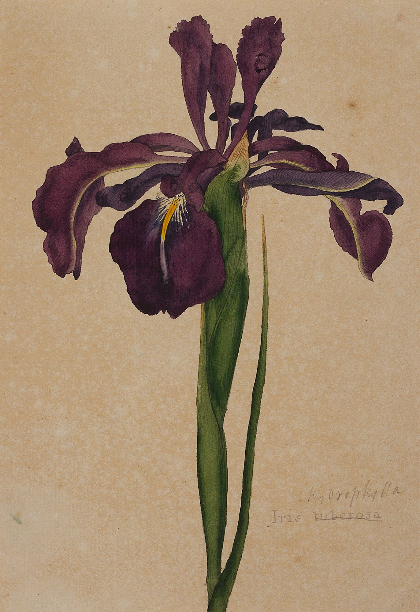 Two botanical studies of Iris from the collection of William Curtis (1746-1799), - Image 2 of 3