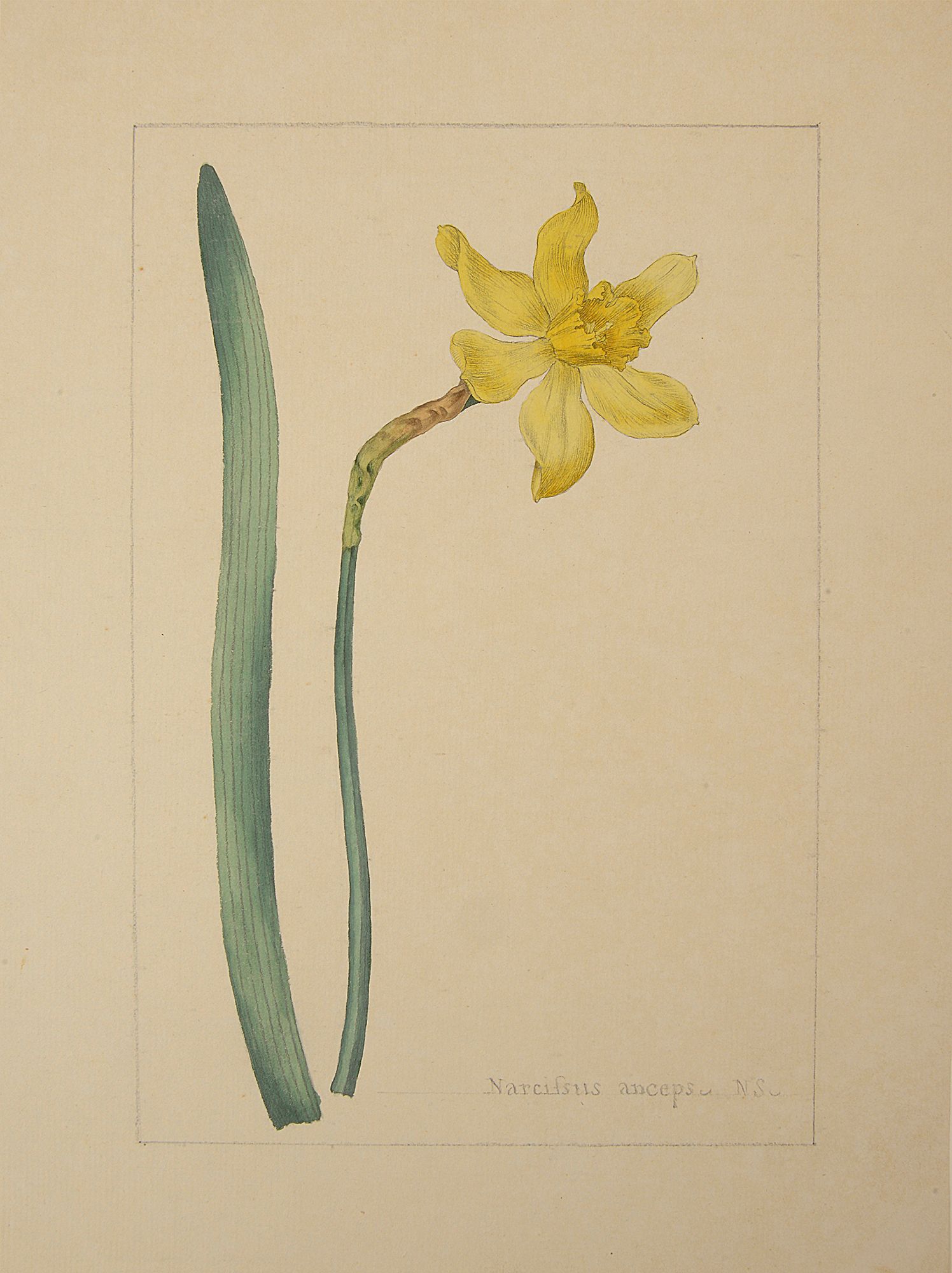 A botanical study of Narcissus from the collection of William Curtis (1746-1799), - Image 2 of 3