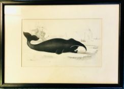 STEEL ENGRAVED PRINT- THE TRUE WHALE- Y MORFIL GWIRIONEDDOL, APPROXIMATELY 13cm x 22cm