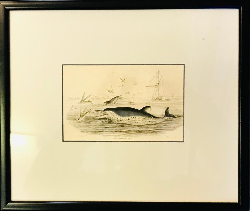 SMALL COLOURED STEEL ENGRAVING- PERNETTY'S DOLPHIN, FRAMED AND GLAZED, APPROXIMATELY 10cm x 15cm