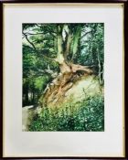 GEORGE J DROUGHT WATERCOLOUR- TREE STUDY, WS ARTISTS' EXHIBITION 1996, FRAMED AND GLAZED,