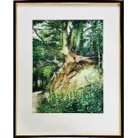 GEORGE J DROUGHT WATERCOLOUR- TREE STUDY, WS ARTISTS' EXHIBITION 1996, FRAMED AND GLAZED,