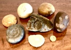 VARIOUS FOSSILS INCLUDING AMMONITES, ETC.