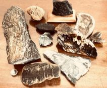 TEN PIECES OF FOSSIL AND GEOLOGICAL SPECIMENS