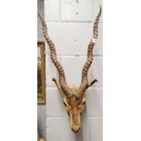 Taxidermy interest: A wall mounted deer head.